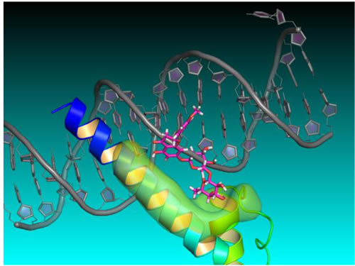 Didymin-NMyc three dimensional ternary homology model.