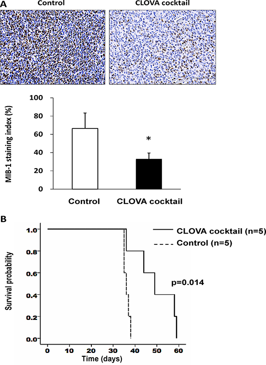 Effect of CLOVA cocktail on the glioblastoma animal model.