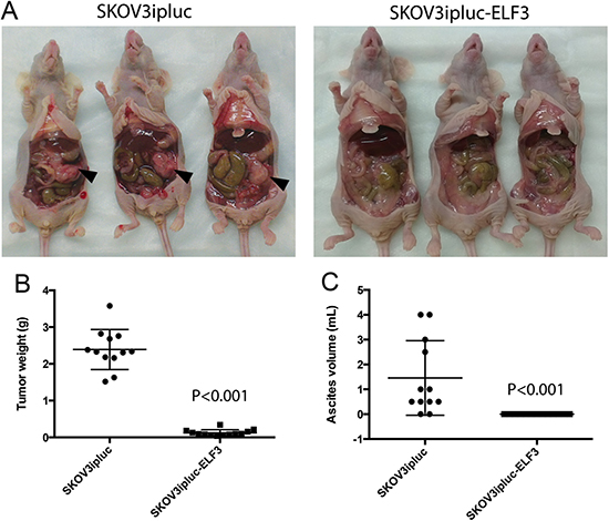 ELF3 expression inhibits ovarian tumor progression in vivo.