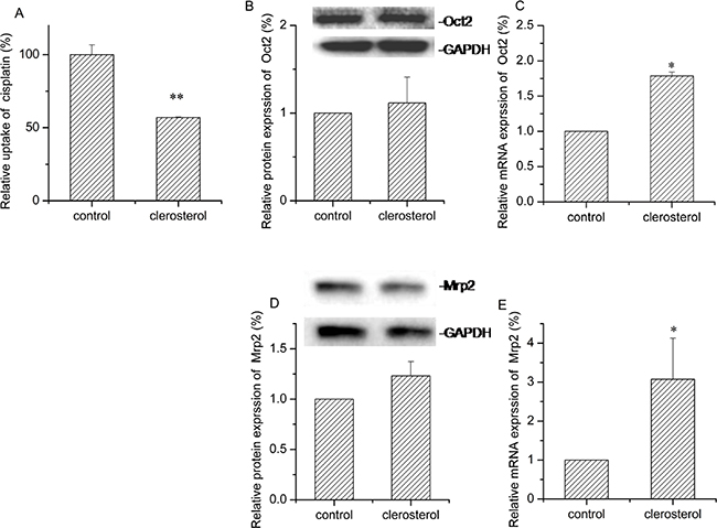 Effect of clerosterol on Mrp2 and Oct2 in BRL cells.