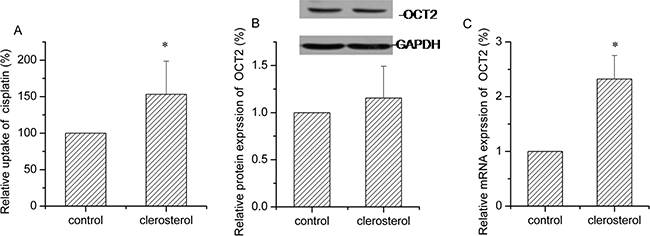 Clerosterol affects OCT2 activity in the HEK293-OCT2 cells.