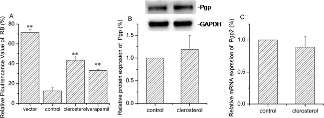 Clerosterol&#x2019;s effect on Pgp in the HEK293-Pgp cells.