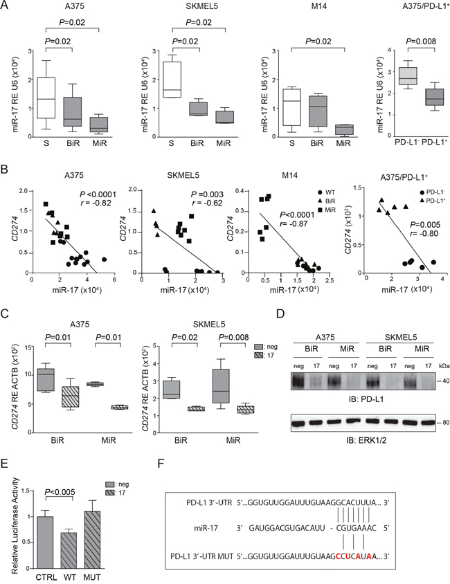 miR-17-5p regulates CD274/PD-L1 expression.