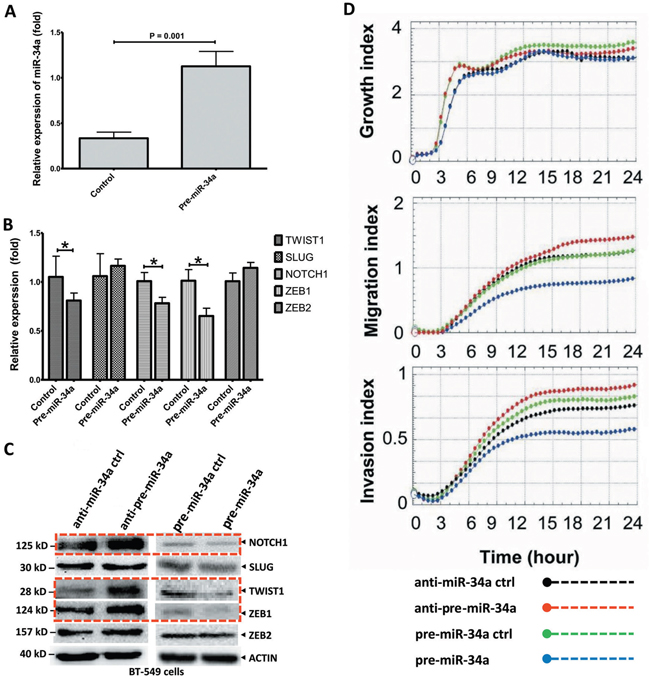 Ectopic expression of miR-34a inhibits the cell migration and invasion in BT-549 BC cells.