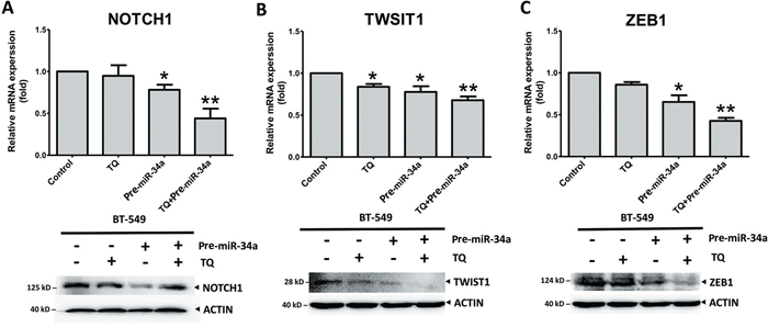 Synergic effects of thymoquinone (TQ) and miR-34a on mRNA (top panel) and protein (bottom panel) level expression of EMT-TFs.