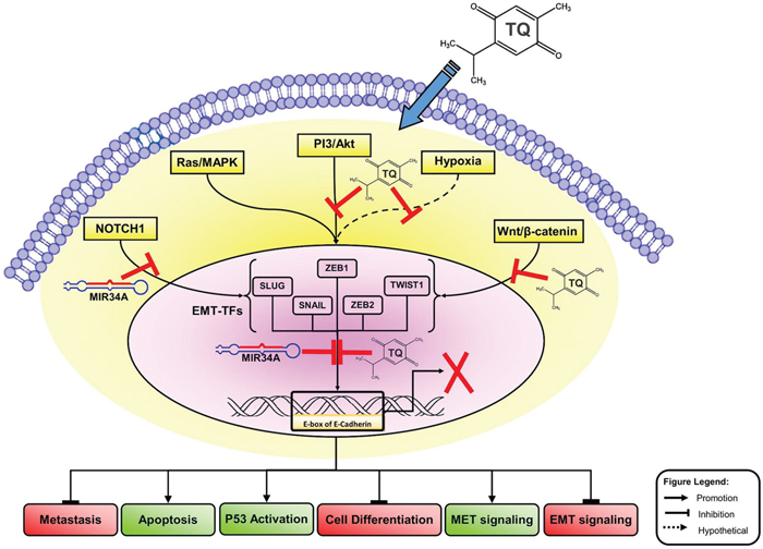 Molecular model of BC metastasis suppressed via TQ/miR-34a-initiated signaling pathways.