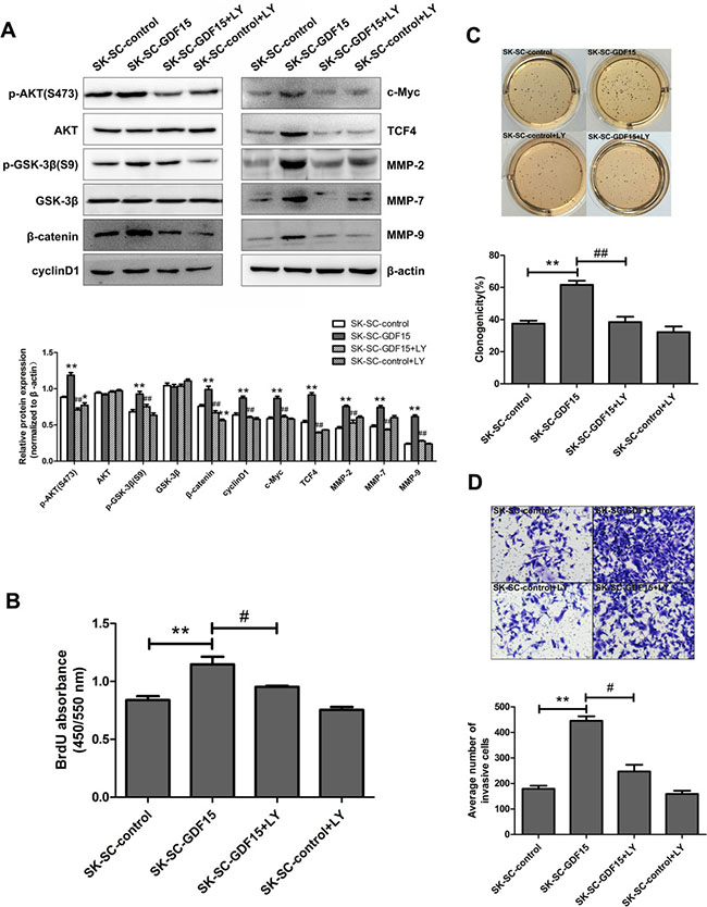 Blocking AKT/GSK-3&#x03B2;/&#x03B2;-catenin signaling pathway suppresses GDF15-driven proliferation, colony formation and invasion of SCs.