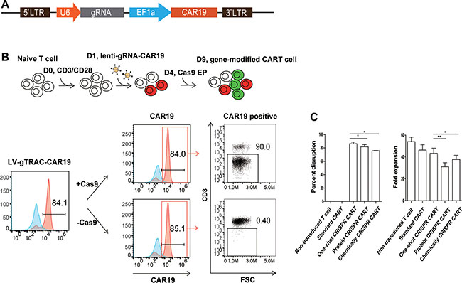 Efficient TCR disruption in T cells with the one-shot CRISPR system.