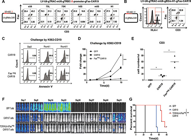 Triple gene ablation with the one-shot CRISPR system to generate universal CAR T cells resistant to apoptosis.