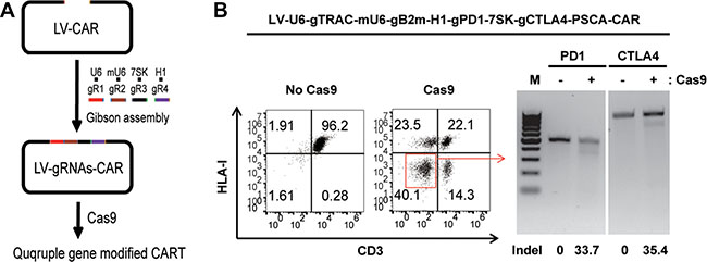 Generating dual inhibitory resistant universal PSCA-CAR T cells by quadruple gene ablation.