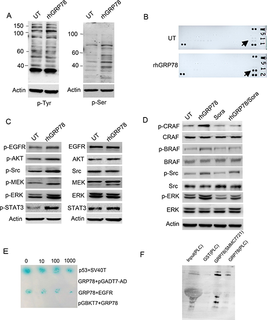 Secreted GRP78 interacted physically with EGFR and activated EGFR downstream signaling.