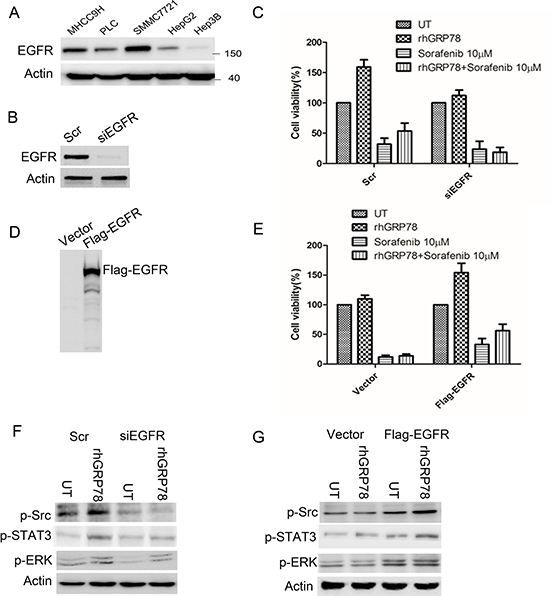EGFR determines the response to sorafenib in HCC cells.