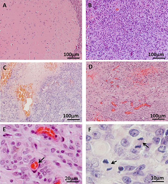 Histological