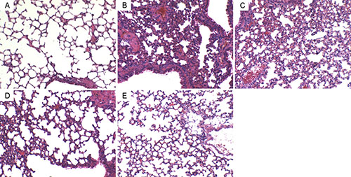 Effects of geraniinon histopathological changes in lung tissues in LPS-induced ALI mice.