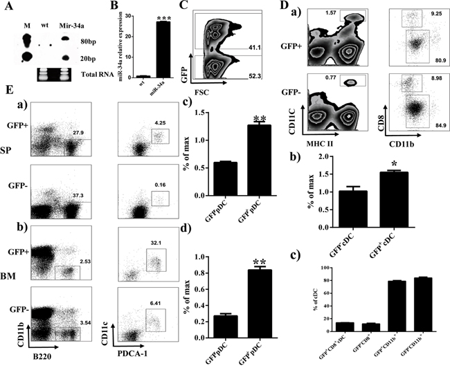 Overexpression of miR-34a increases percentage of cDCs and pDCs.