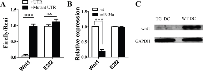 Wnt1 as target of miR-34a in DCs.