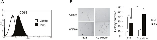 Co-culture with THP-1 derived macrophages enhances arsenic induced transformation of B2B cells.