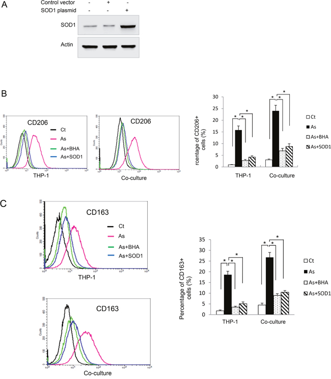 Reactive oxygen species (ROS) mediates arsenic induced THP-1 macrophage M2 polarization.