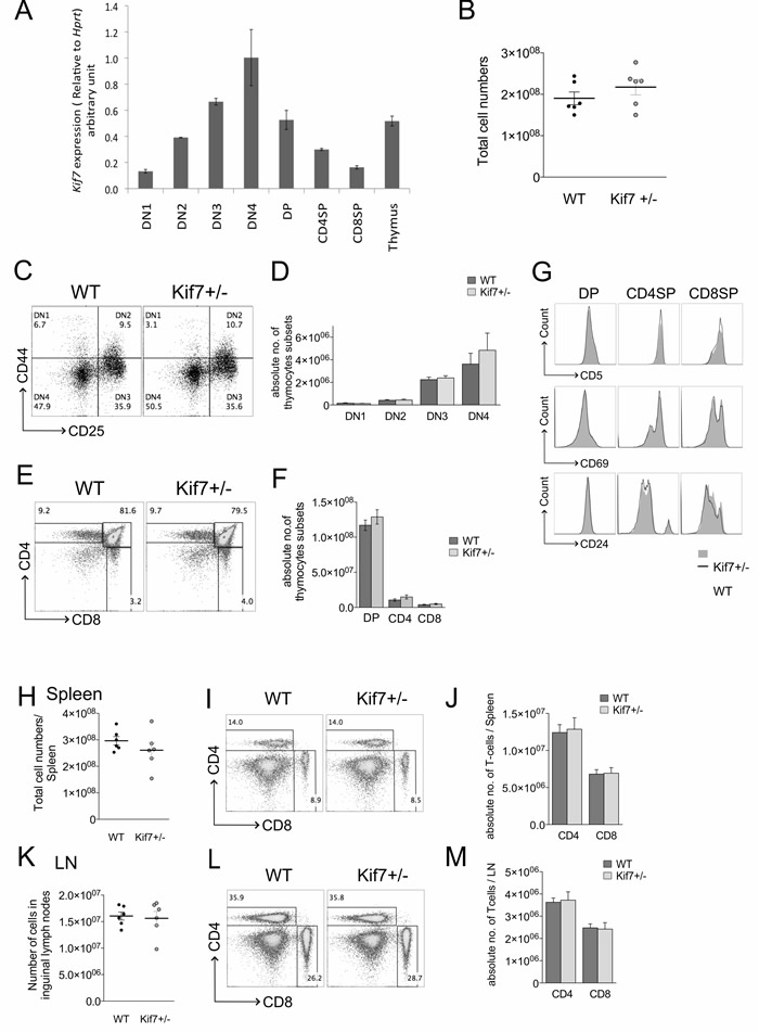 Thymocytes develop normally in Kif7+/- mice.