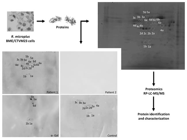 Figure 4: