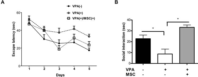 Mesenchymal stem cells transplantation can restore cognitive and social behaviour in VPA-treated mice.