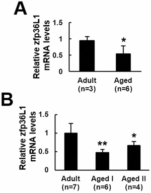 ZFP36l1 expression in the femurs and bmMSCs of adult and aged rats.