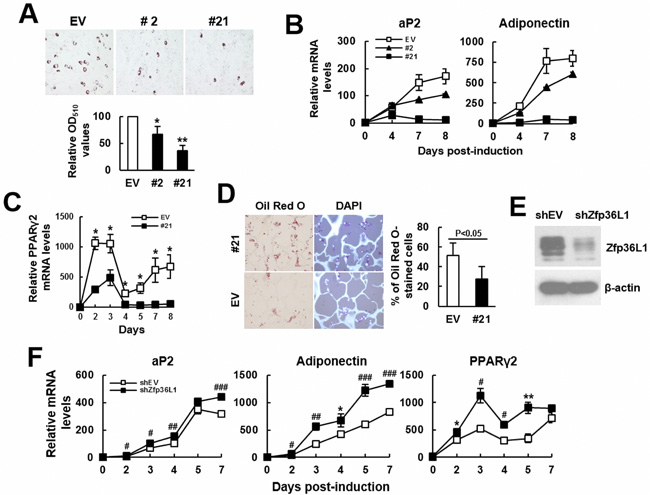 ZFP36L1 regulated adipogenic differentiation of C3H10T1/2 cells.