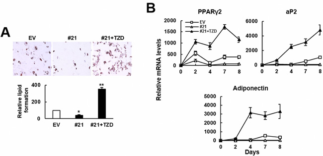 TZD prevented ZFP36L1 from inhibiting adipogenic differentiation of C3H10T1/2 cells.