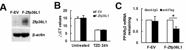 Examination of the binding of ZFP36L1-containing protein complexes on