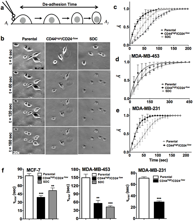 CSCs are more contractile than parental cells.