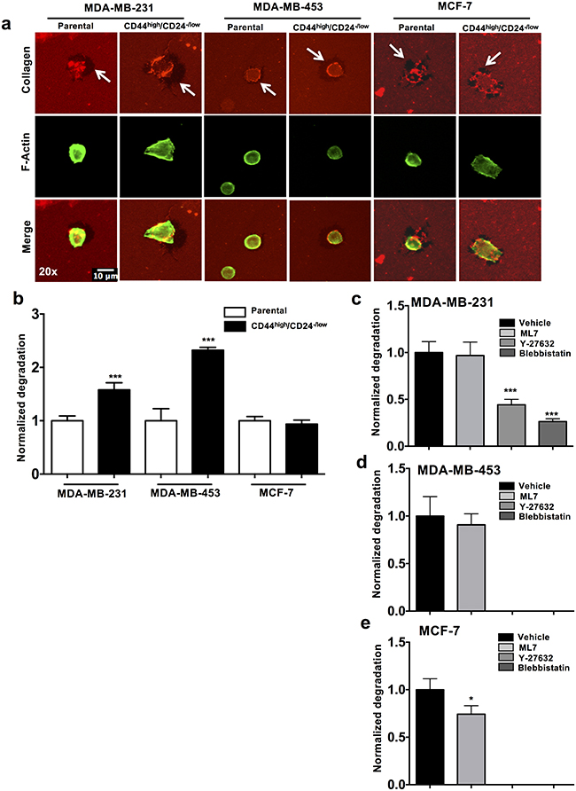 Roles of ROCK pathway in CSCs and parental cells in ECM degrading ability.