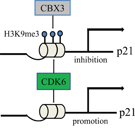 A hypothetical schematic sketch of CBX3/CDK6/p21 controlling cell cycle and proliferation.