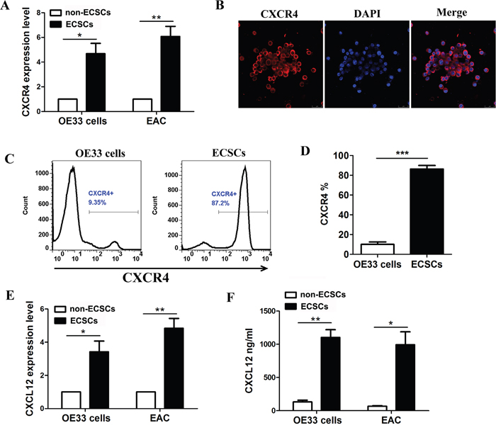 High expression of CXCR4 and autocrine secretion of CXCL12 by esophageal cancer stem cells.