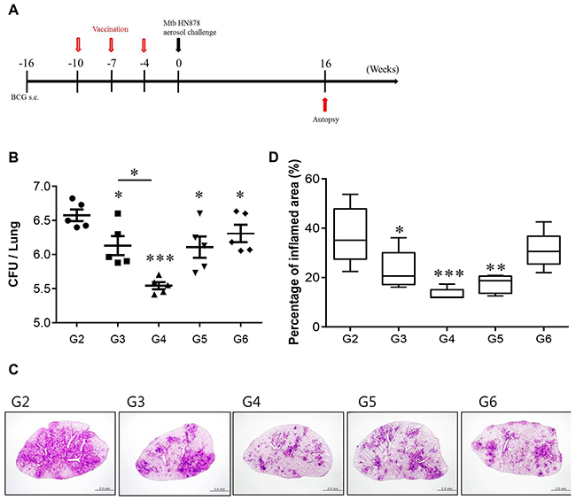 CFU counts for each group and histological analysis of representative lung lobes.