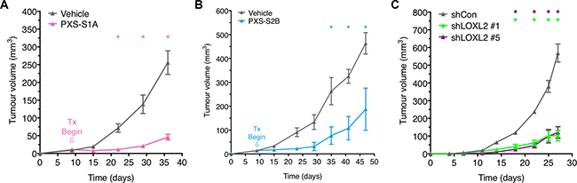 Targeting LOXL2 in vivo delays tumor growth and reduces tumor burden.