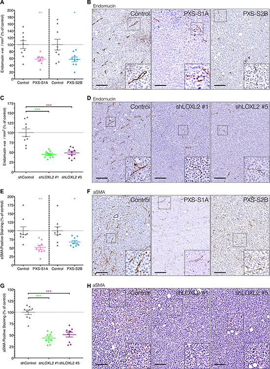 LOXL2 inhibition decreases tumor angiogenesis and CAF activation.