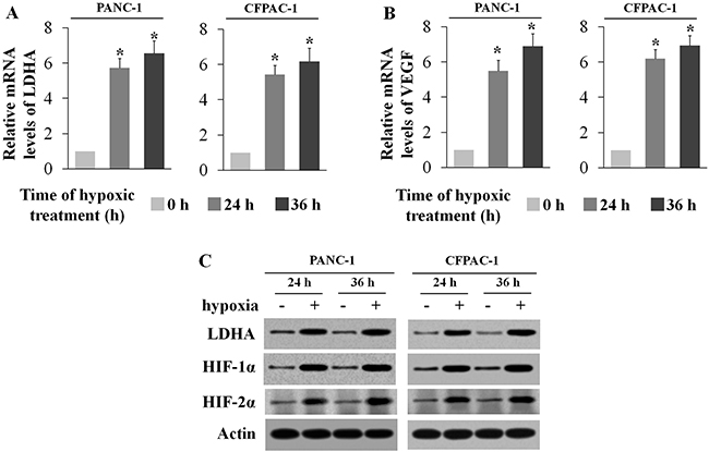 Hypoxia induces LDHA expression in human pancreatic cancer cell lines.