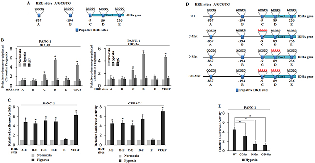 Hypoxia transactivates hypoxia-responsive elements (HREs) in the LDHA promoter through HIF-1&#x03B1; and HIF-2&#x03B1;.