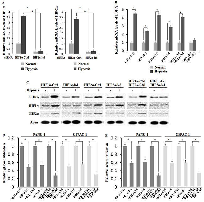 HIF-1&#x03B1; and HIF-2&#x03B1; mediate hypoxia-induced LDHA expression.