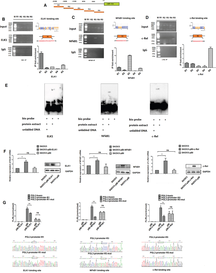 NF-&#x03BA;B1, c-Rel and ELK1 bind directly to the response elements in the putative promoter of miR-134 in ovarian cancer cells.