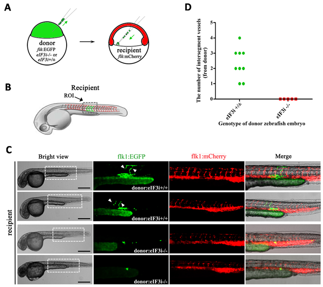 eIF3i acts an autonomous function in zebrafish vascular endothelial cells.