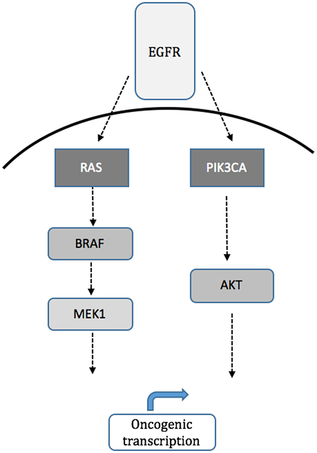 Schematic of MAPK (RAS/RAF/MEK) and PI3K (PIK3CA, AKT1) signaling pathways downstream of EGFR.