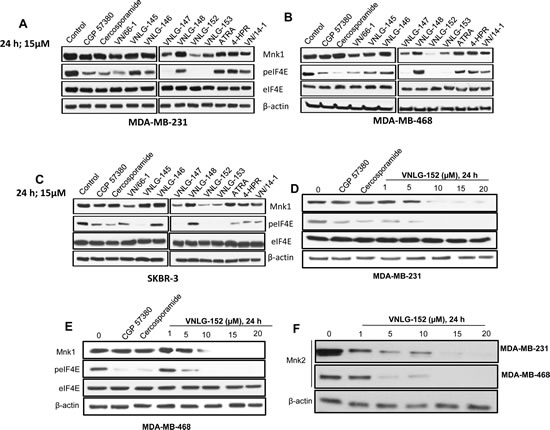 RRs reduce Mnk expression and eIF4E phosphorylation in breast cancer cells.