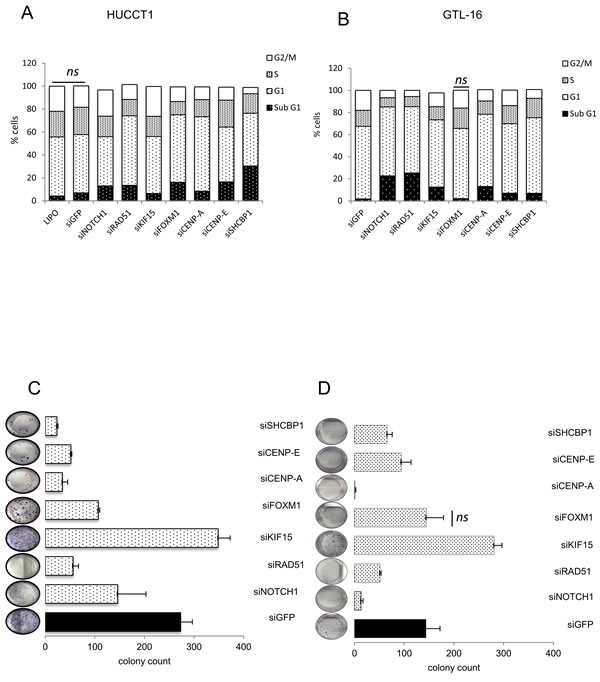 Downregulation of the single miR-204 targets recapitulates the biological effects of miR-204 expression.