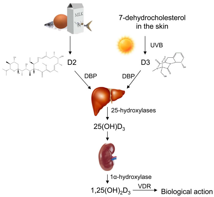 Transforming pathways of vitamin D in human body.