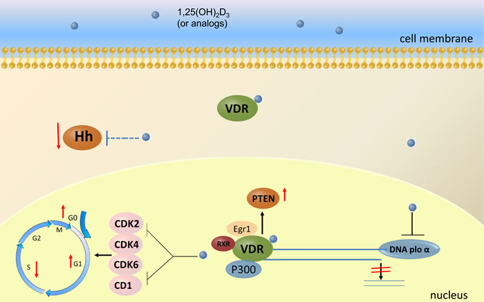 The anti-cancer mechanisms mediated by vitamin D and its analogues through VDR activation in gastric cancer cells.