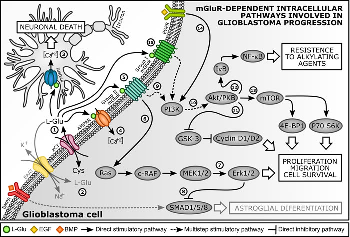 Regulation of GBM proliferative pathways by metabotropic glutamate receptors (mGluR).