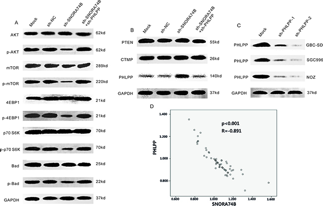 SNORA74B silencing induced PHLPP expression and suppressed activation of AKT/mTOR pathway.