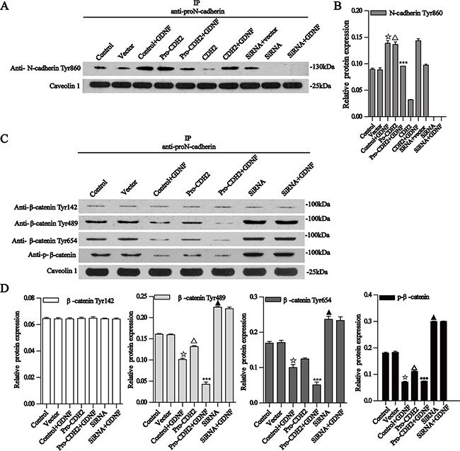 Co-immunoprecipitation of proN-cadherin with N-cadherin Tyr860 and &#x03B2;-catenin Tyr142, Tyr489, Tyr654, and p-&#x03B2;-catenin.