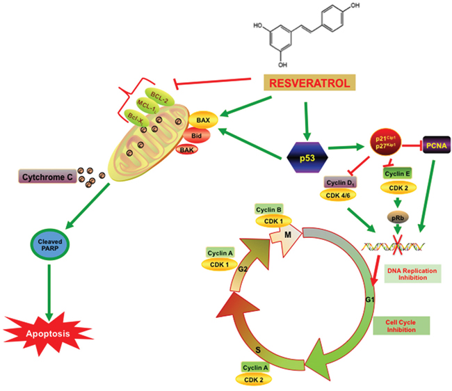 Resveratrol inhibits PCa cell proliferation via modulating molecular pathways involved in cell cycle progression and apoptosis.